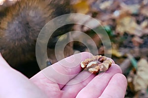 Man feeding a red squirrel nuts
