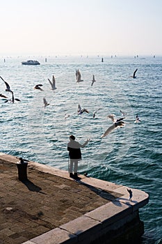 Man feeding seagulls