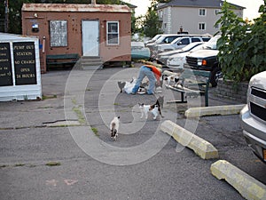 Man feeding stray cats