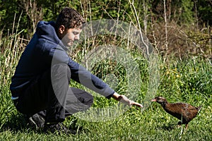 Man feeding weka bird, New Zealand flightless native bird