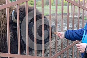 A man feeds a bull to a bison with carrots. Wild animal outside the fence of the park