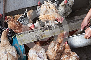 A man feeds chickens in a chicken coop, household.