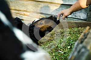 A man feeds a cow. Agriculture. livestock. feeding cattle. farming