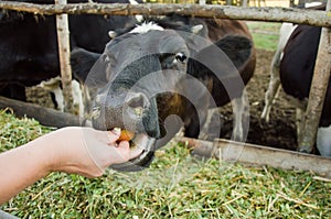 a man feeds a cow. Agriculture. livestock. feeding cattle. farming.