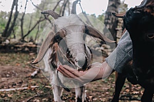 A man feeds a domestic red white goat from his hand. Country life outside the city, farm animals.