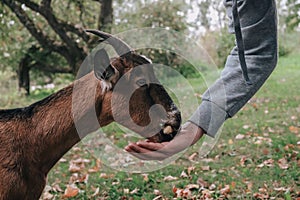 A man feeds a domestic reddish-brown goat from his hand. Country life outside the city, farm animals.