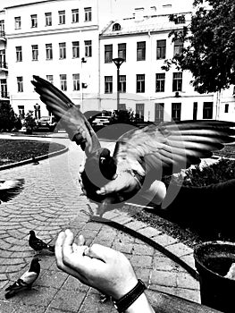 Man feeds a dove in the park.