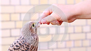 A man feeds a falcon chick that has fallen out of the nest.