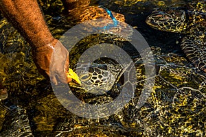 A man feeds a green sea turtle Chelonia mydas with papaya