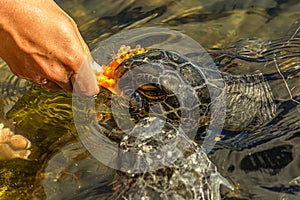 A man feeds a green sea turtle (Chelonia mydas) with papaya