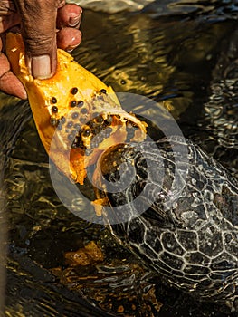 Man feeds a green sea turtle Chelonia mydas with a piece of papaya