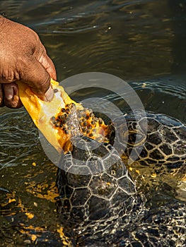 Man feeds a green sea turtle Chelonia mydas with a piece of papaya. It also known as the green, black sea or Pacific green