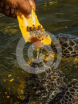 Man feeds a green sea turtle Chelonia mydas with a piece of papaya. It also known as the green, black sea or Pacific green