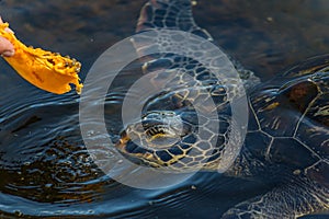 Man feeds a green sea turtle Chelonia mydas with a piece of papaya. It also known as the green, black sea or Pacific green