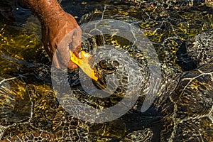 Man feeds green sea turtles Chelonia mydas with a piece of papaya. Its also known as the green, black sea or Pacific green