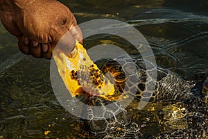 Man feeds green sea turtles Chelonia mydas with a piece of papaya. Its also known as the green, black sea or Pacific green