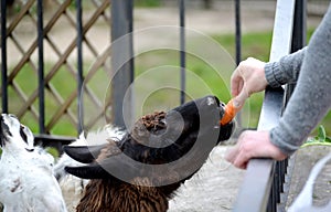 The man feeds a lama Lama glama Linnaeus with carrot in a zoo