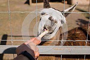 A man feeds a llama through a cage