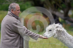 Man feeds Llama