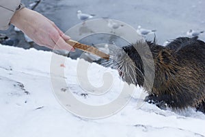 Man feeds Muskrat Ondatra zibethica in winter