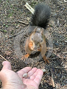 A man feeds nuts to a squirrel. Forest rodent prepares stocks for the winter.