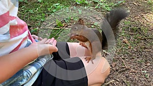 A man feeds nuts to a squirrel. Forest rodent prepares stocks for the winter.