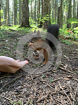 A man feeds nuts to a squirrel. Forest rodent prepares stocks for the winter. A squirrel in the forest takes nuts from a man`s