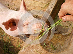 Man feeds pig on organic farm photo