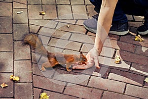 A man feeds a red squirrel nuts