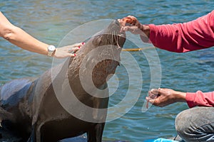 A man feeds a seal in Hout Bay in Cape Town