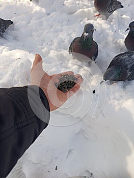 A man feeds sunflower seeds to a pigeon with his hands