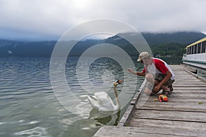 Man feeds swan on the wooden pier