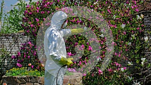 Man fertilizing the blossom tree