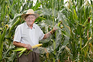 Man on field corn with corn ears