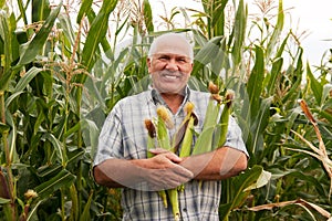 Man on field with corn ears