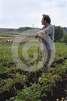 The man on field of potatoes