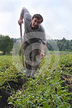 The man on field of potatoes