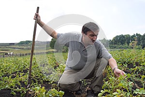 The man on field of potatoes