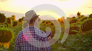 Man on the field with yellow sunflowers