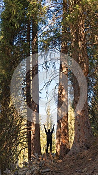 Man figure standing between tall pines with hands raised to the sky