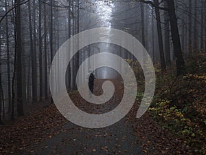 Man figure walking at road in dark mysterious misty beech tree forest covered with fallen leaves and fog. Moody autumn