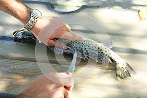 Man filleting a fish photo