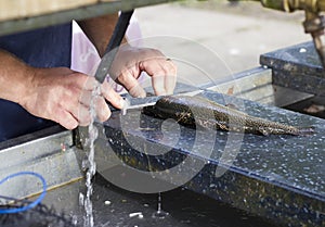 Man Filleting a Rainbow Trout photo