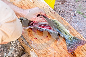 Man fillets fresh fish.