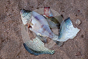 Man fillets fresh fish.