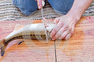 Man fillets fresh fish.