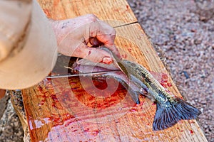 Man fillets fresh fish.