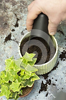 Man filling pot with compost planting common ivy, hedera helix, with mister and compost scoop.