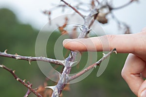 A man finger tingles a thorn. Actual for the topic of error and the wrong decision.