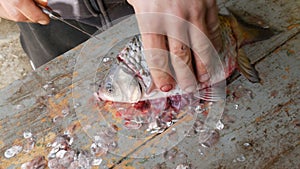 A man a fisherman cuts a fish of lively big fish just caught into pieces. Cleaning freshwater fish for further cooking
